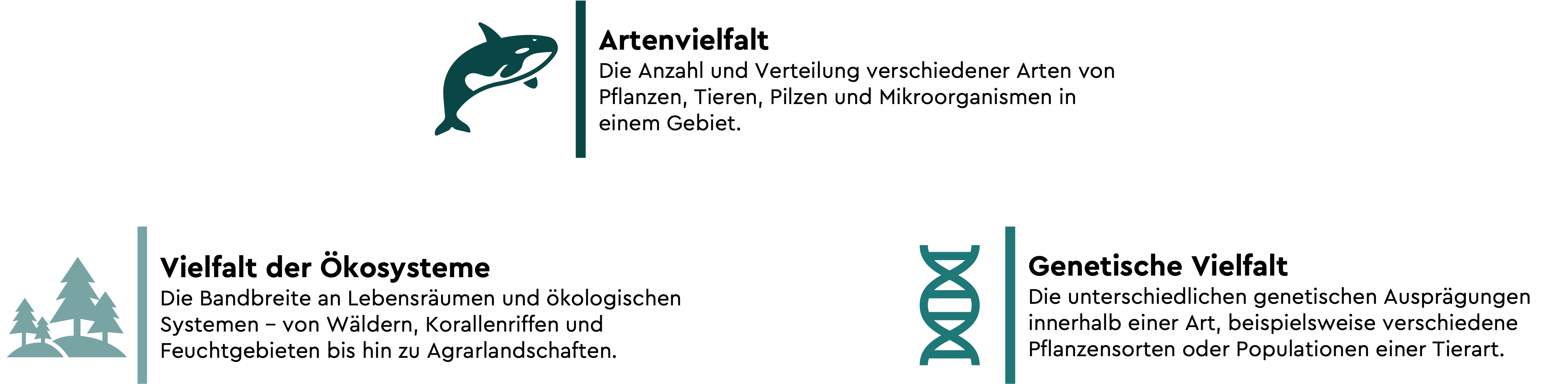 Grafik zu drei Dimensionen der biologischen Vielfalt: Artenvielfalt mit Illustration eines Wals und Erklärung zur Anzahl und Verteilung verschiedener Arten; Vielfalt der Ökosysteme mit Symbol von Bäumen und Beschreibung der Bandbreite von Lebensräumen wie Wäldern, Korallenriffen und Feuchtgebieten; genetische Vielfalt mit DNA‑Symbol und Erläuterung der unterschiedlichen genetischen Ausprägungen innerhalb einer Art.