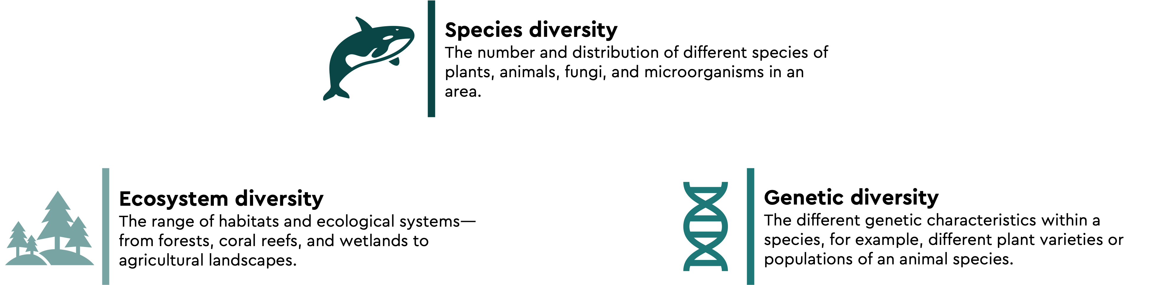 Grafik zu drei Dimensionen der biologischen Vielfalt: Artenvielfalt mit Illustration eines Wals und Erklärung zur Anzahl und Verteilung verschiedener Arten; Vielfalt der Ökosysteme mit Symbol von Bäumen und Beschreibung der Bandbreite von Lebensräumen wie Wäldern, Korallenriffen und Feuchtgebieten; genetische Vielfalt mit DNA‑Symbol und Erläuterung der unterschiedlichen genetischen Ausprägungen innerhalb einer Art.